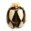 Fastidious Lady Beetle - photo 4