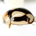 Fastidious Lady Beetle - photo 5