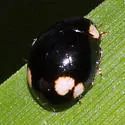 Twin-spotted Lady Beetle