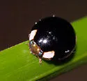 Twin-spotted Lady Beetle - photo 2
