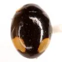 Twin-spotted Lady Beetle - photo 3