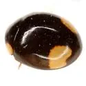 Twin-spotted Lady Beetle - photo 4