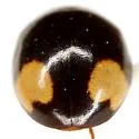 Twin-spotted Lady Beetle - photo 5