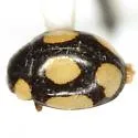 Hyperaspis gemma