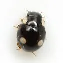 Globular Lady Beetle