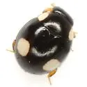 Globular Lady Beetle - photo 2