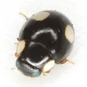 Globular Lady Beetle - photo 3