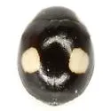Globular Lady Beetle - photo 4