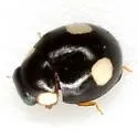 Globular Lady Beetle - photo 5