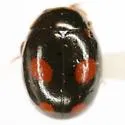 Hyperaspis haematosticta