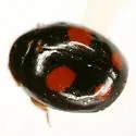 Hyperaspis haematosticta - photo 2