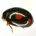 Hyperaspis haematosticta - photo 3