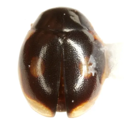 Hyperaspis imitator