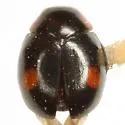 Hyperaspis inedita