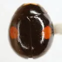Hyperaspis inedita - photo 3