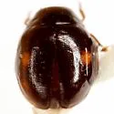 Hyperaspis inedita - photo 4