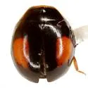 Hyperaspis inedita - photo 5