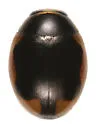 Curved Lady Beetle