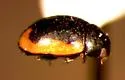 Curved Lady Beetle - photo 2