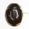 Curved Lady Beetle - photo 3