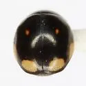 Curved Lady Beetle - photo 4