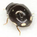 Curved Lady Beetle - photo 5