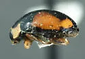 Hyperaspis jovialis