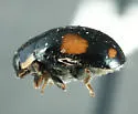 Hyperaspis jovialis - photo 2