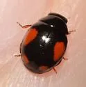 Hyperaspis jovialis - photo 3