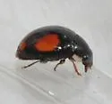 Hyperaspis jovialis - photo 4