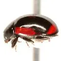 Lateral Lady Beetle