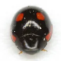 Lateral Lady Beetle - photo 2