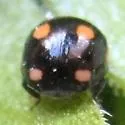 Lateral Lady Beetle - photo 3
