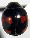 Lateral Lady Beetle - photo 4