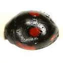 Lateral Lady Beetle - photo 5