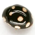 Levrat's Lady Beetle