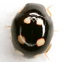 Levrat's Lady Beetle - photo 2