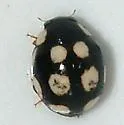 Levrat's Lady Beetle - photo 3