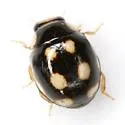 Levrat's Lady Beetle - photo 4