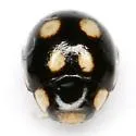 Levrat's Lady Beetle - photo 5