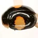 Hyperaspis lewisi - photo 2