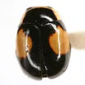 Hyperaspis lewisi - photo 3