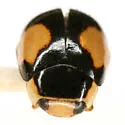 Hyperaspis lewisi - photo 5