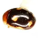 Lugubrius Lady Beetle - photo 2