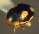 Lugubrius Lady Beetle - photo 3