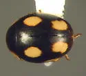 Lugubrius Lady Beetle - photo 4