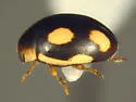 Lugubrius Lady Beetle - photo 5