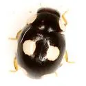 Medial Lady Beetle - photo 2