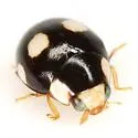 Medial Lady Beetle - photo 3