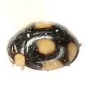 Medial Lady Beetle - photo 4